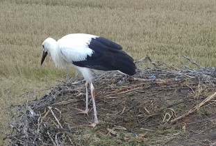 Imagen de vista previa de la cámara web storks Nietulisko